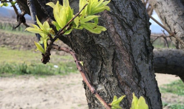 Cemre toprağa düştü erik ağaçları yapraklandı