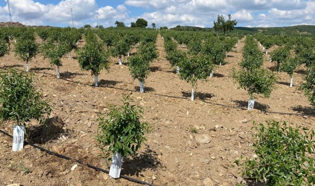 Ceviz ve badem bahçesi yatırımlarına devlet desteği