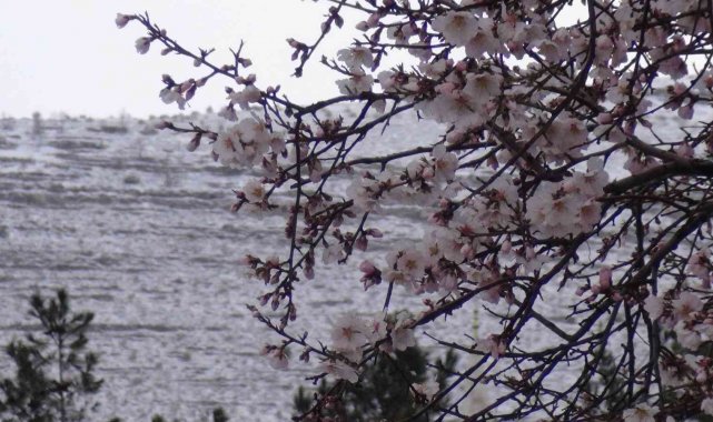 Çiçek açan badem ağaçları kar altında kaldı