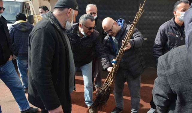 Çiftçilere aşılı ceviz fidanı dağıtıldı