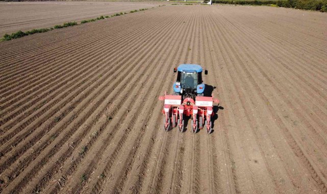 Çukurova'da ayçiçeği tohumları toprakla buluştu