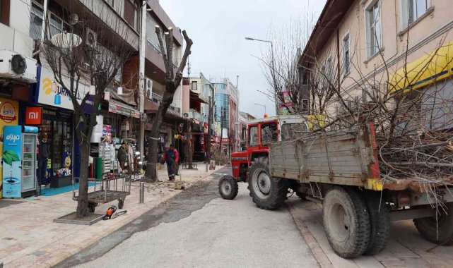 Çürüyen ağaçlar yerine yenileri dikilecek