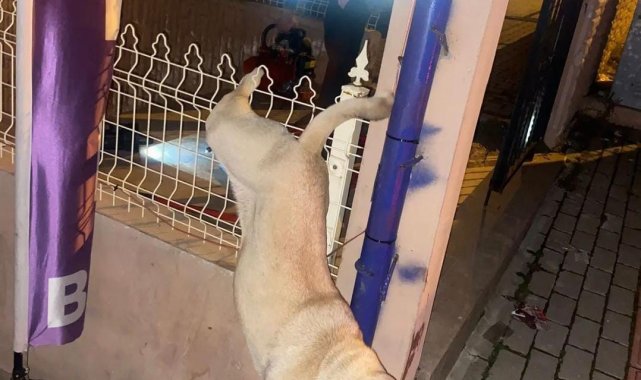 Demir parmaklıklara takılan köpeği itfaiye ekipleri kurtardı