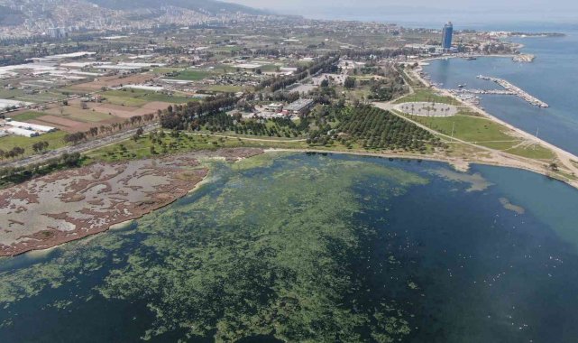 Deniz marulu İzmir'de yeniden görüldü