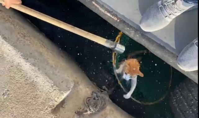 Denize düşen kediyi balıkçılar kurtardı