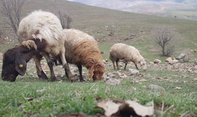 Derecik'te koyunlar meralara çıkmaya başladı