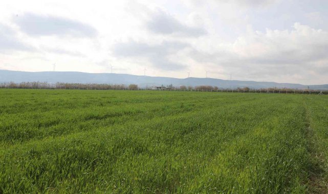 Didim'de buğdaylar yeşermeye başladı