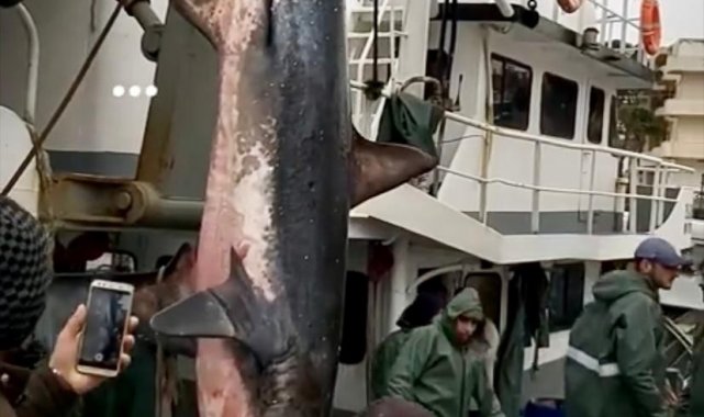 Didimli balıkçıların ağına köpekbalığı takıldı