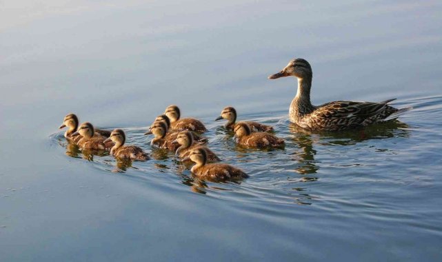 Dikkat av sezonu kapandı