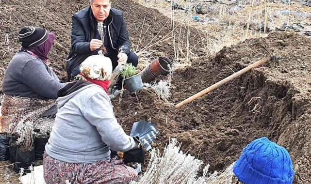 Dinar'da lavanta fidan dikimi başladı