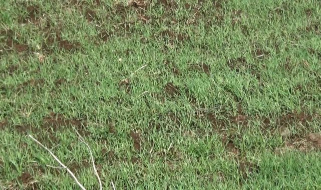 Diyarbakır&#039;da yağışlar yüzde 42 arttı, kuraklık endişesi olan çiftçiye umut oldu