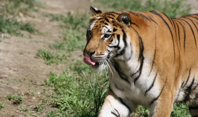 Doğal Yaşam Parkı'nın 24 sakininin yeni evi Antalya