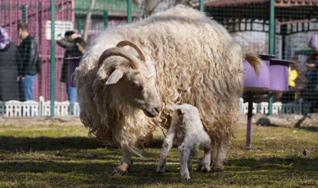 Doğal Yaşam Parkı&#039;nın minik keçileri ilgi odağı oldu