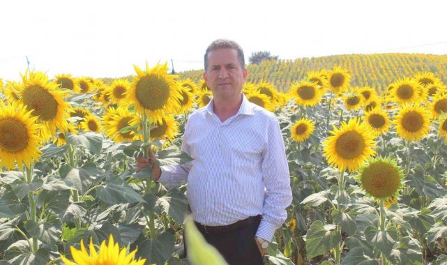 Doğan: "Destek artarsa, ayçiçeği üretimi de artar"