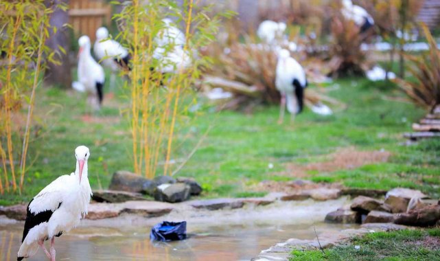 Düşkün leyleklere özel hazırlanmıştı, misafir sayısı her geçen gün artıyor