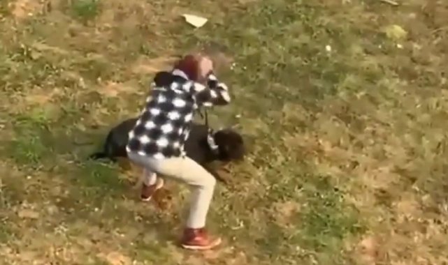 Düzce'de köpeğe şiddet uygulayan şahıs gözaltına alındı