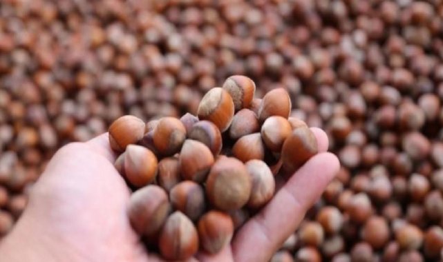 Düzce&#039;den şubat ayında 2 bin tondan fazla fındık ihraç edildi