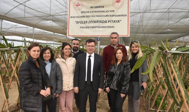 Efeler Kaymakamı Şahin pitaya üreticileri ile görüştü