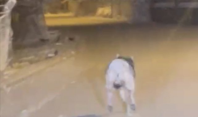 Elazığ'da aç kalan kurt ilçe merkezine indi