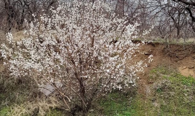 Elazığ'da baharın habercisi bademler çiçek açtı