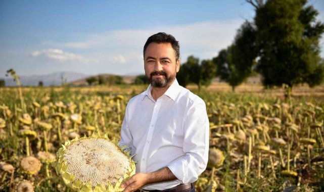 Elbistan&#039;da 19 bin ton ayçiçeği üretiliyor