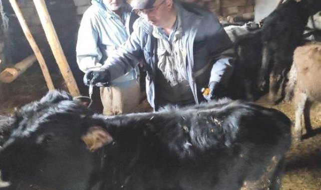 Emet&#039;te &#039;&#039;Şap&#039;&#039; aşısı ve küpeleme çalışmaları