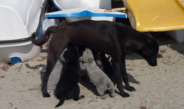 Erdek Kaymakamı Aksoy köpek katliamına duyarsız kalmadı