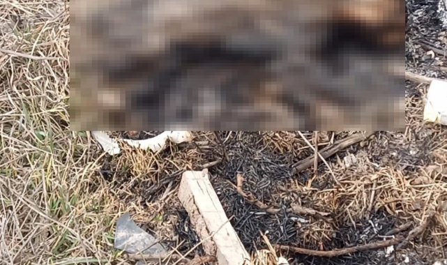 Eskişehir&#039;de yanmış kedi cesedi bulundu