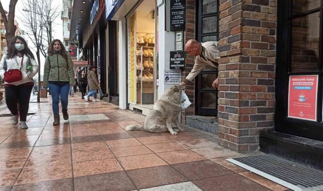 Eskişehir&#039;in sevimli, tembel ve tombul köpekleri