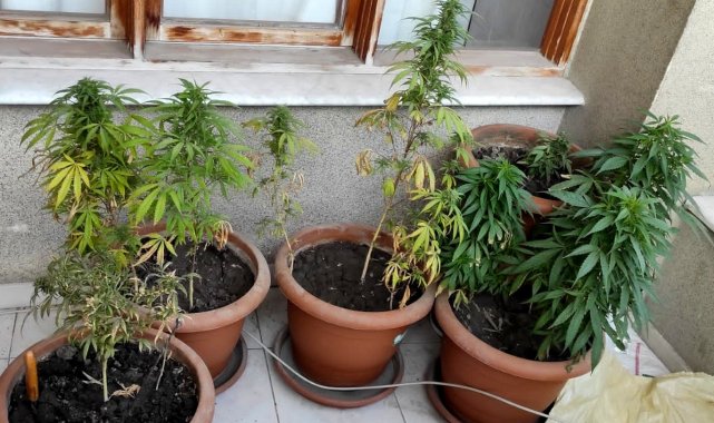 Evinin balkonunda kenevir yetiştiren şahıs gözaltına alındı