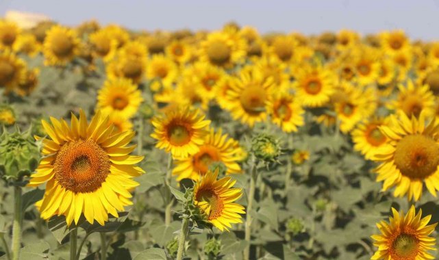 FAO'dan dikkat çeken yağ öngörüsü