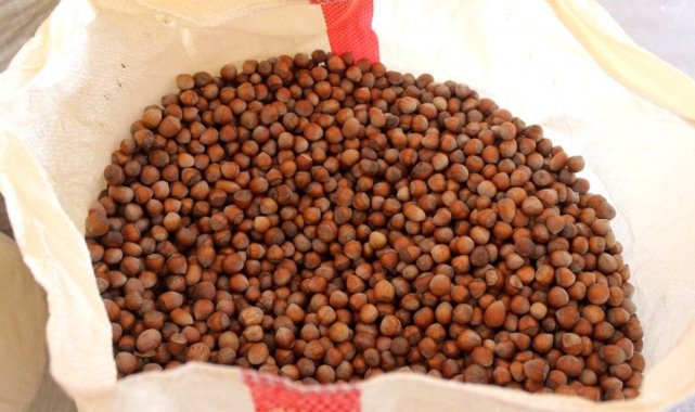 Fındık üreticilerine 70 milyonluk destek