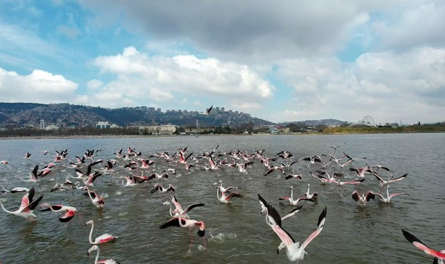 Flamingoların görsel şöleni