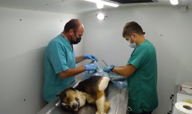 Genel Sekreter Koyak: &quot; Köylerde 1 yılda 949 hayvanın kısırlaştırma ve bakımı yapıldı&quot;