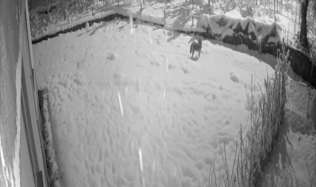 Giresun'da aç kalan kurtlar şehir merkezine indi