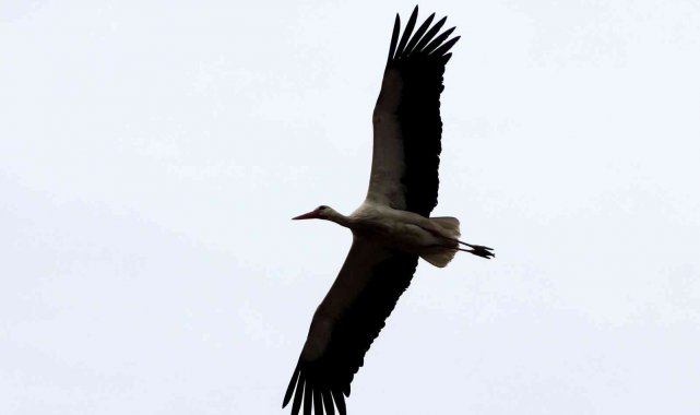 Gökova'nın müdavimleri Leylekler geldi