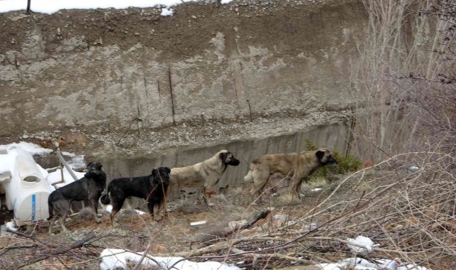 Gümüşhane'de başıboş sokak köpekleri çocukların kabusu oldu