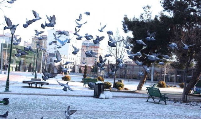 Güneşin doğmasıyla beraber güvercinler de beslenme telaşına düştü