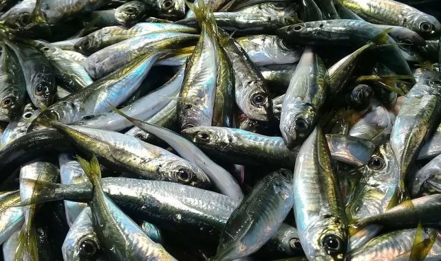 Hamsi bitti, tezgahları istavrit ve mezgit süsledi