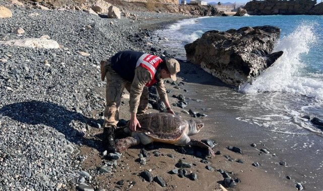 Hatay'da yaralı caretta caretta bulundu