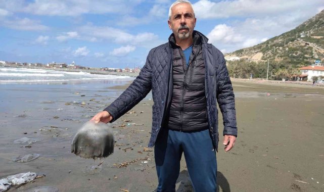 Hatay'da yüzlerce ölü denizanası sahile vurdu