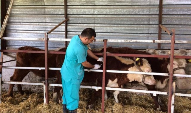 Hayvan hastalıkları ile mücadele sürüyor