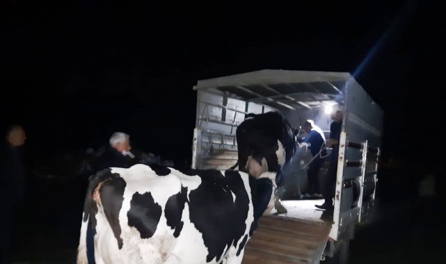 Hayvan hırsızları Kuyucak polisinden kaçamadı