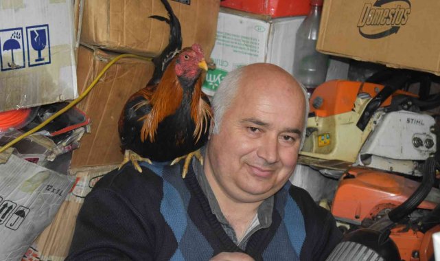 Her gün işe omzundaki horozu ile birlikte gidiyor