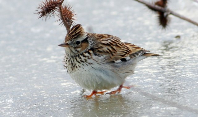 Hersek Lagünü 240 kuş türüne ev sahipliği yapıyor