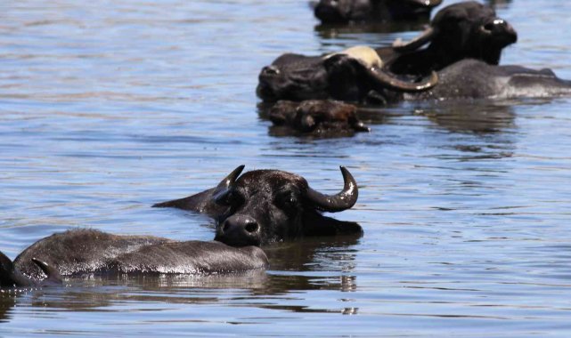 Hürmetçi Sazlığı ziyaretçilerin uğrak noktası olmaya devam ediyor