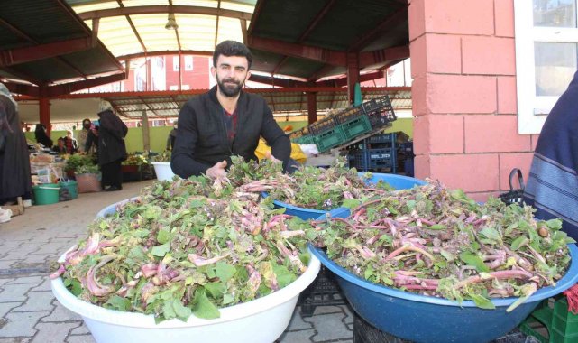 İnebolu'da 'ıspıt' bolluğu yaşanıyor