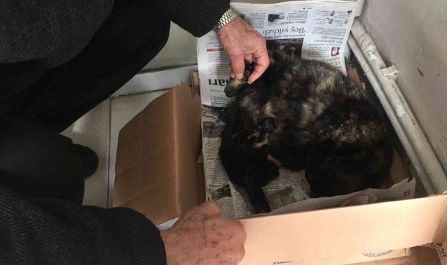 İşyeri önünde doğum yapan kediye sahip çıktılar