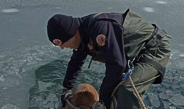 İtfaiye ekipleri buz tutan gölete düşen köpeği donmak üzereyken kurtardılar
