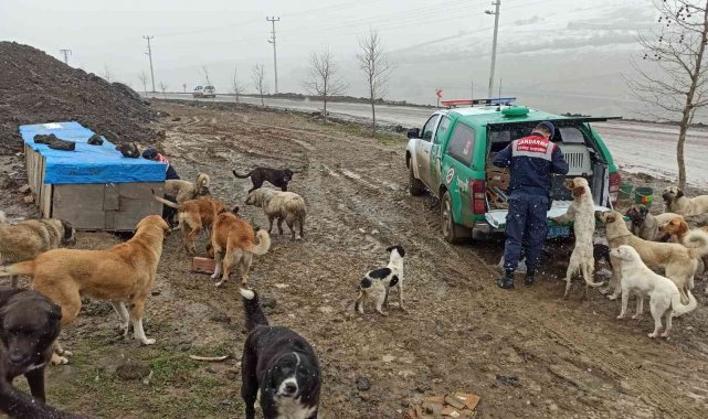 Jandarmadan sokak hayvanlarına şefkat eli